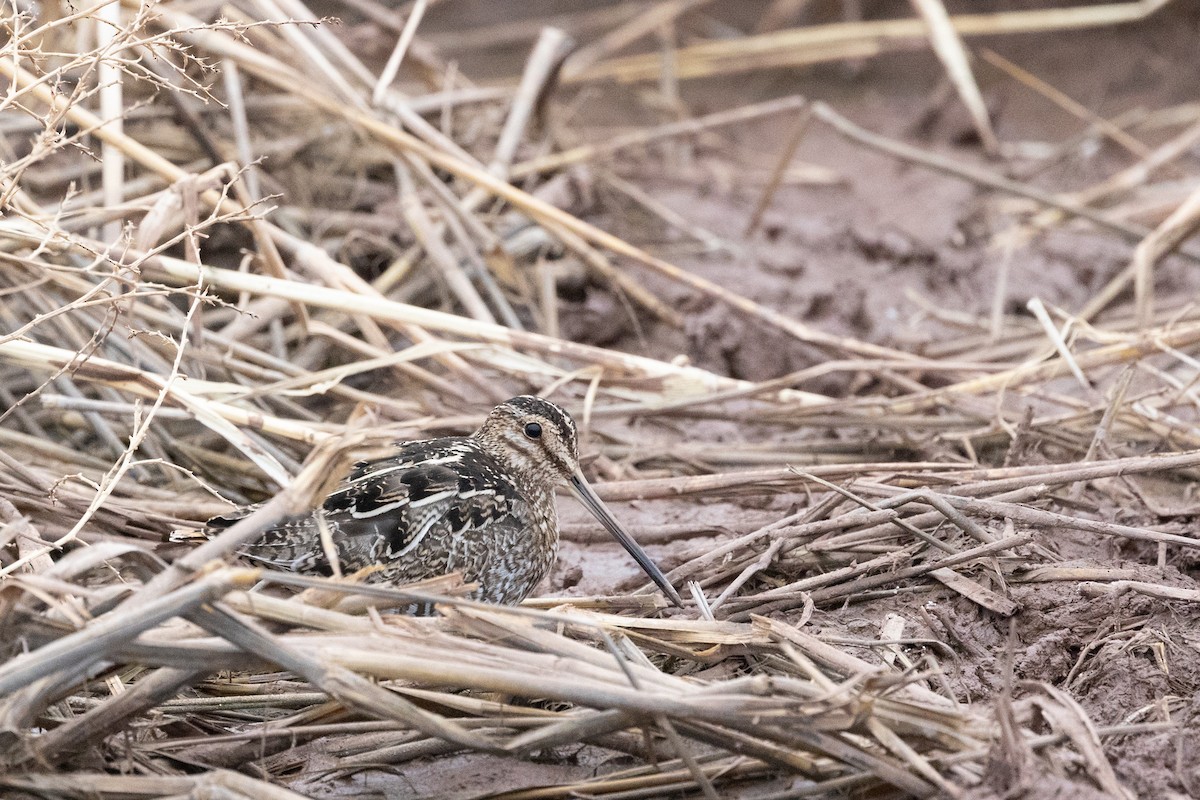 Wilson's Snipe - ML644373809