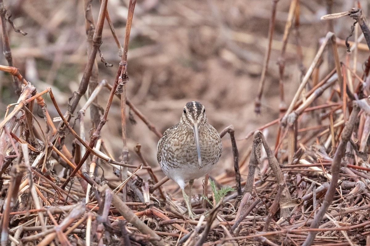Wilson's Snipe - ML644373810