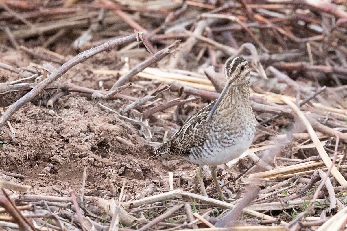 Wilson's Snipe - ML644373811