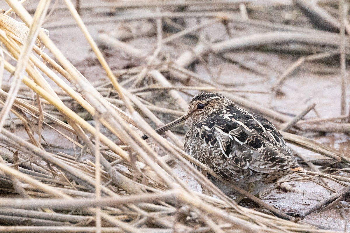 Wilson's Snipe - ML644373812