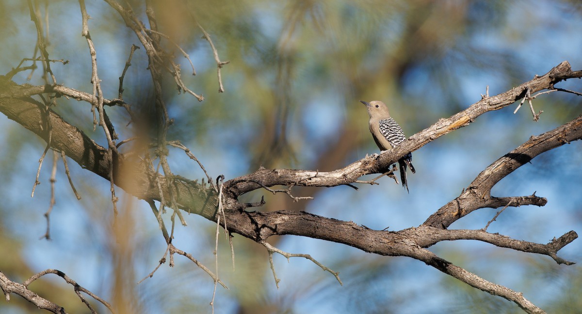 Pic des saguaros - ML644373818