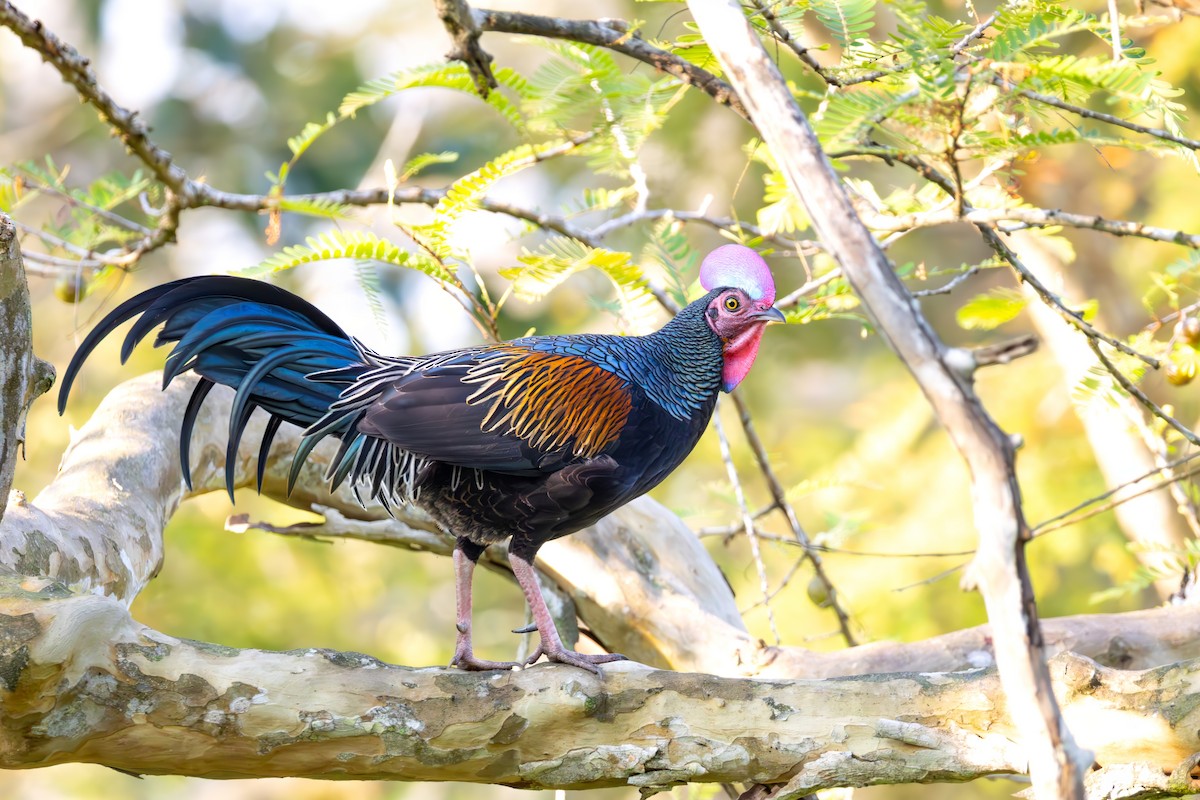 kur zelený - ML644373820