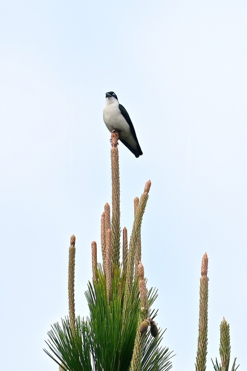 Artamie chabert - ML644373821