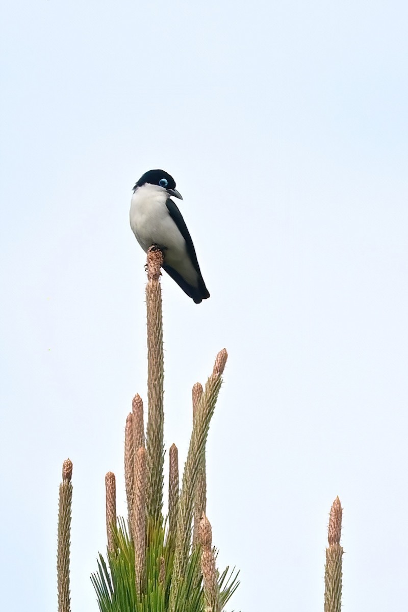 Artamie chabert - ML644373822