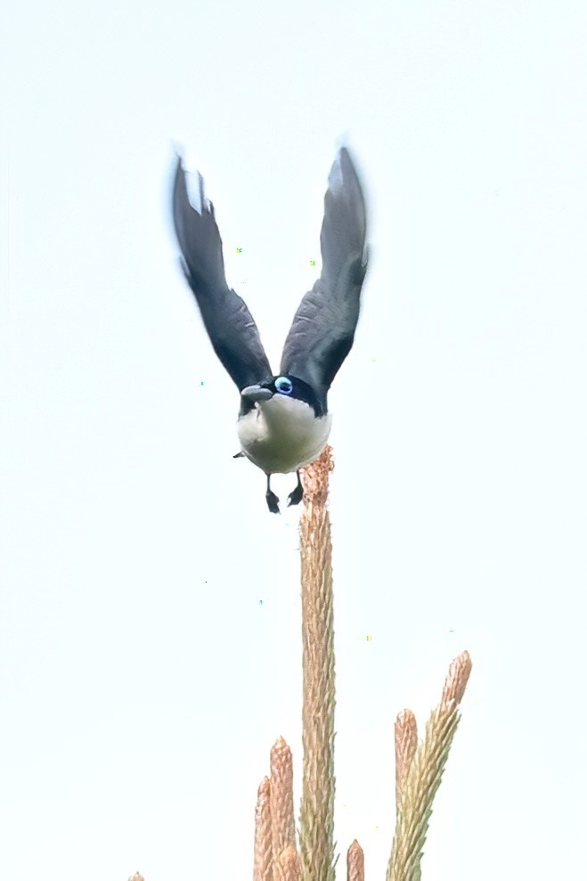 Artamie chabert - ML644373825