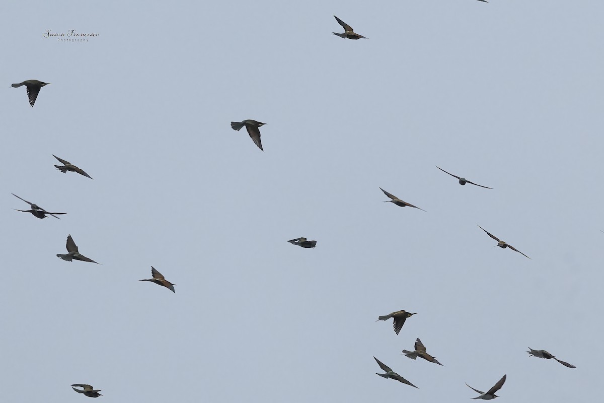 Золотистая щурка - ML644373826