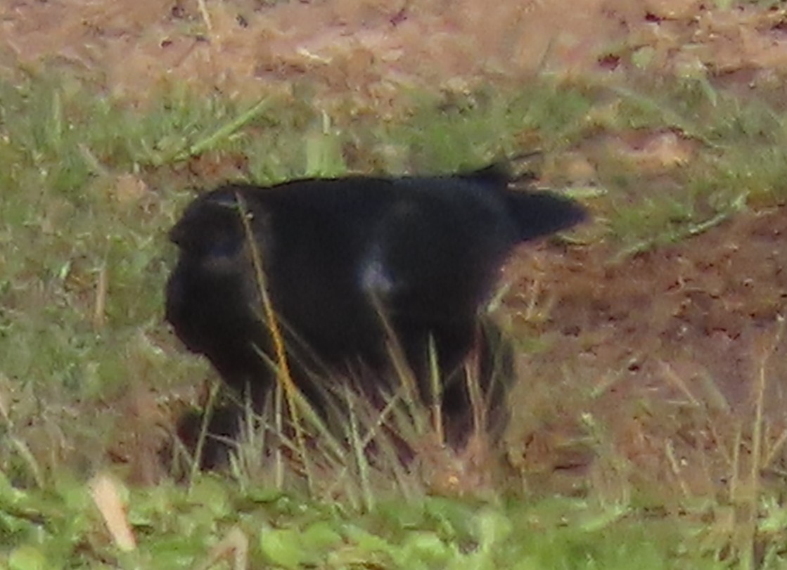 Corneille d'Amérique - ML644373871