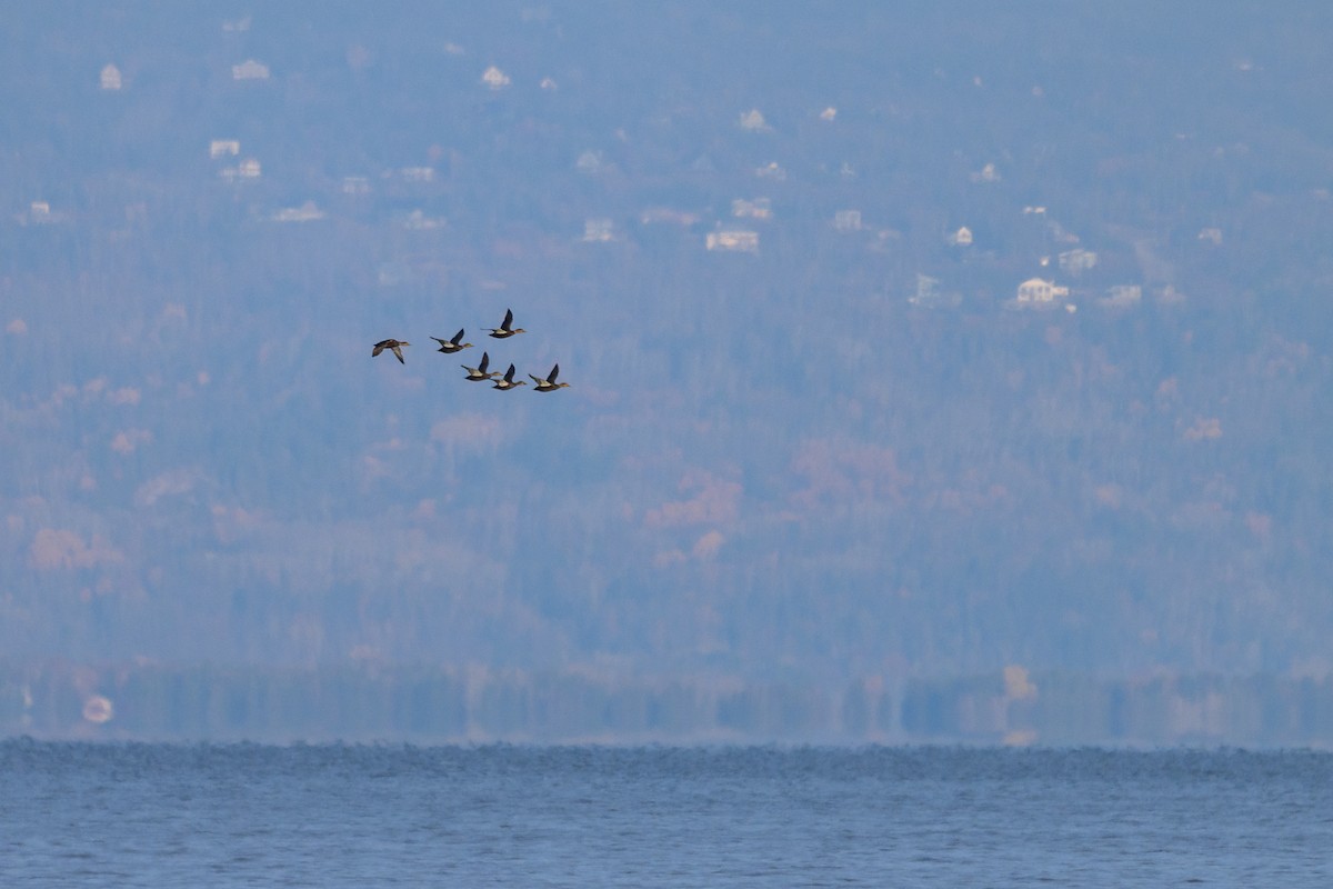 American Black Duck - ML644373872