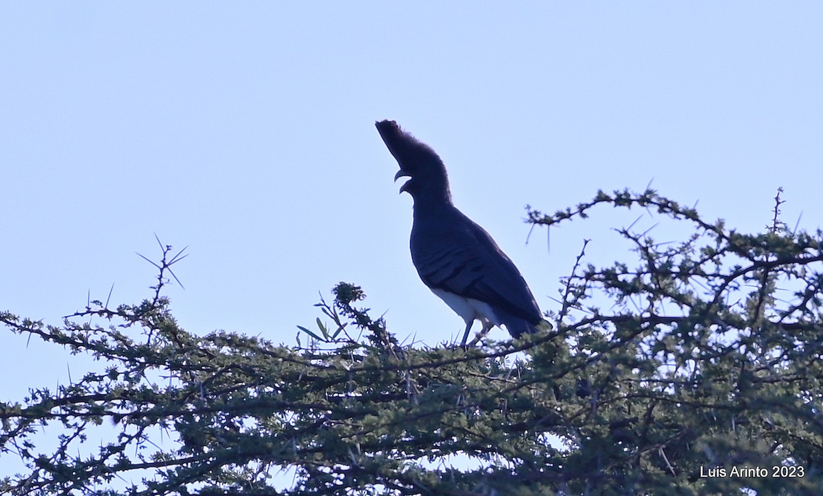 White-bellied Go-away-bird - ML644373873