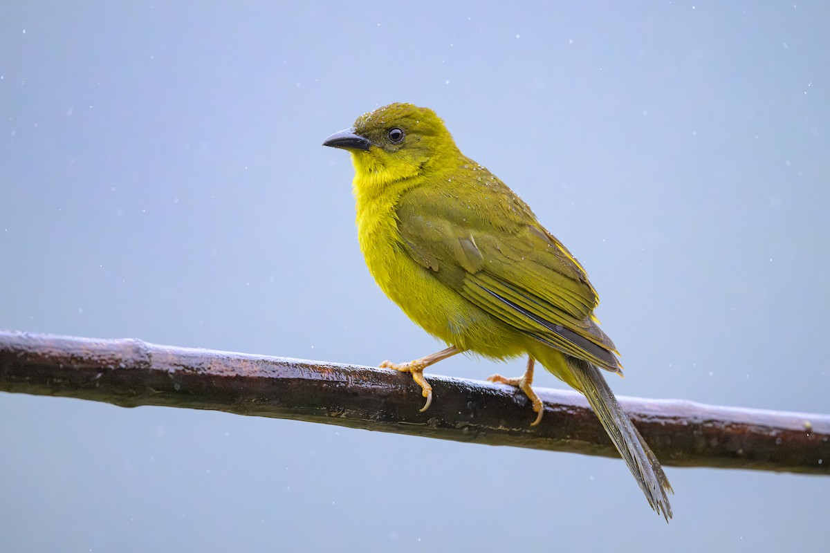 Mitrospin viréon - ML644373890