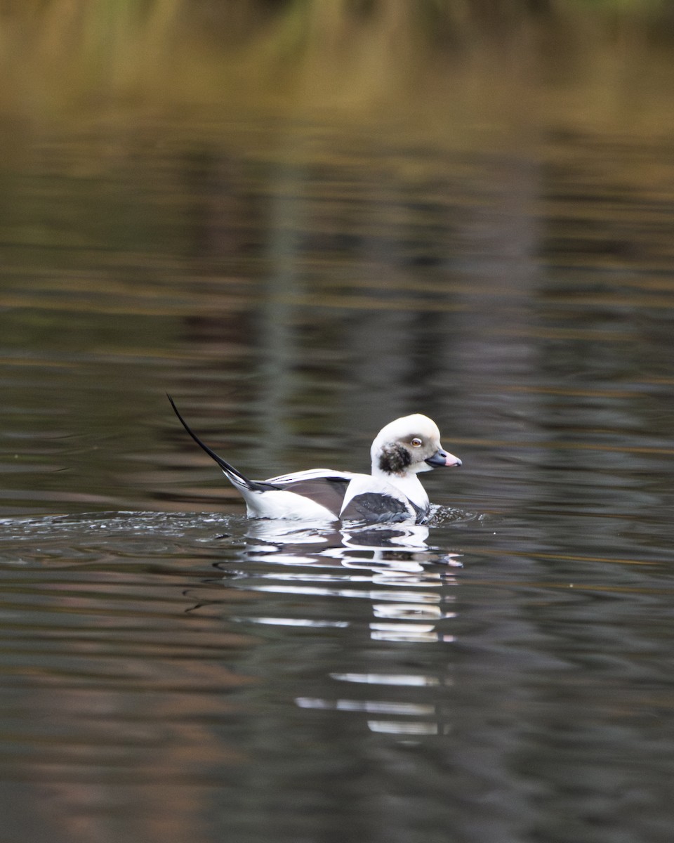 Long-tailed Duck - ML644373891