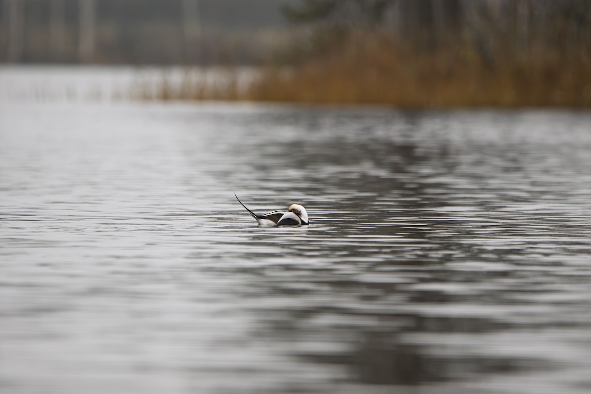 Long-tailed Duck - ML644373892