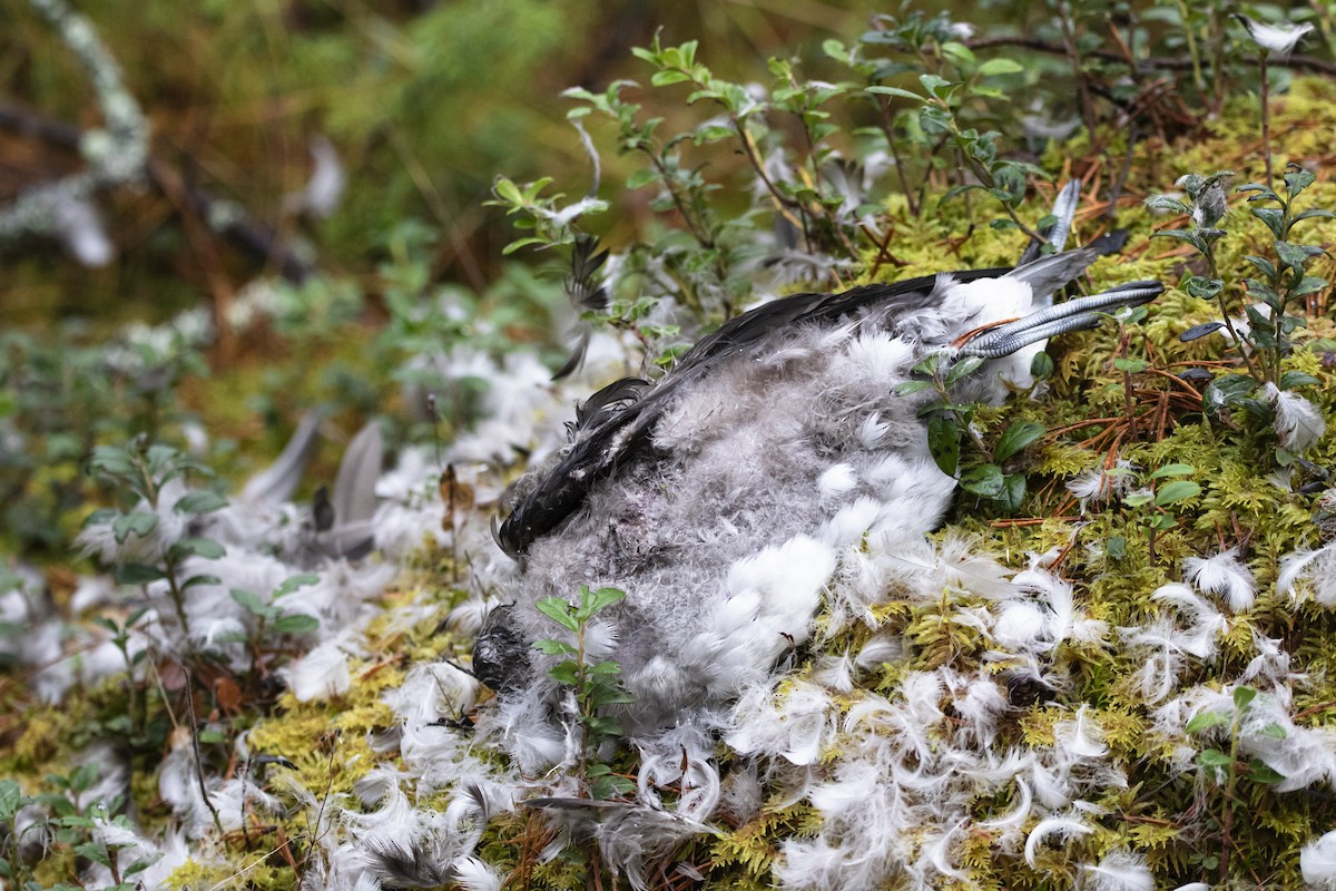 Long-tailed Duck - ML644373893