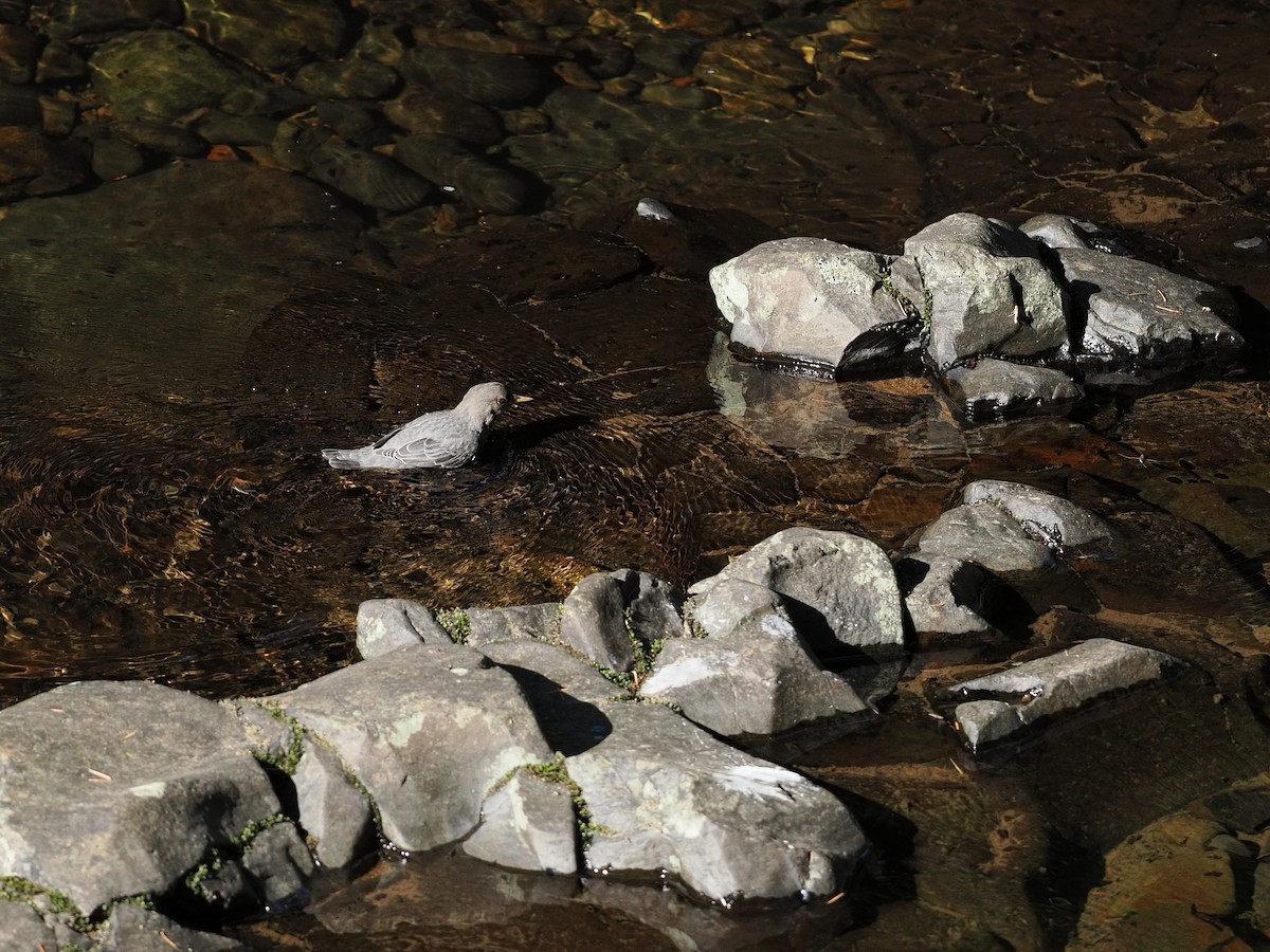 skorec šedý - ML644373900