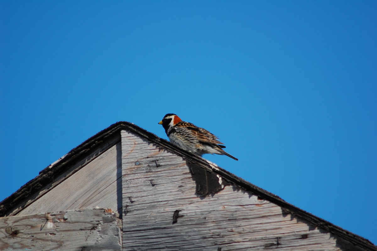 Lapland Longspur - ML644373907
