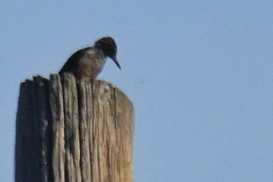 Lewis's Woodpecker - ML644373926