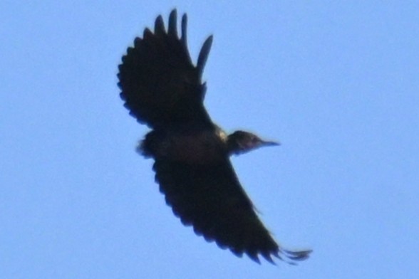 Lewis's Woodpecker - ML644373927