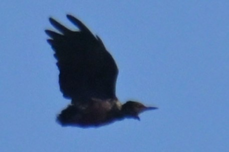 Lewis's Woodpecker - ML644373928