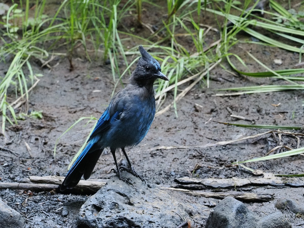 sojka Stellerova - ML644373932