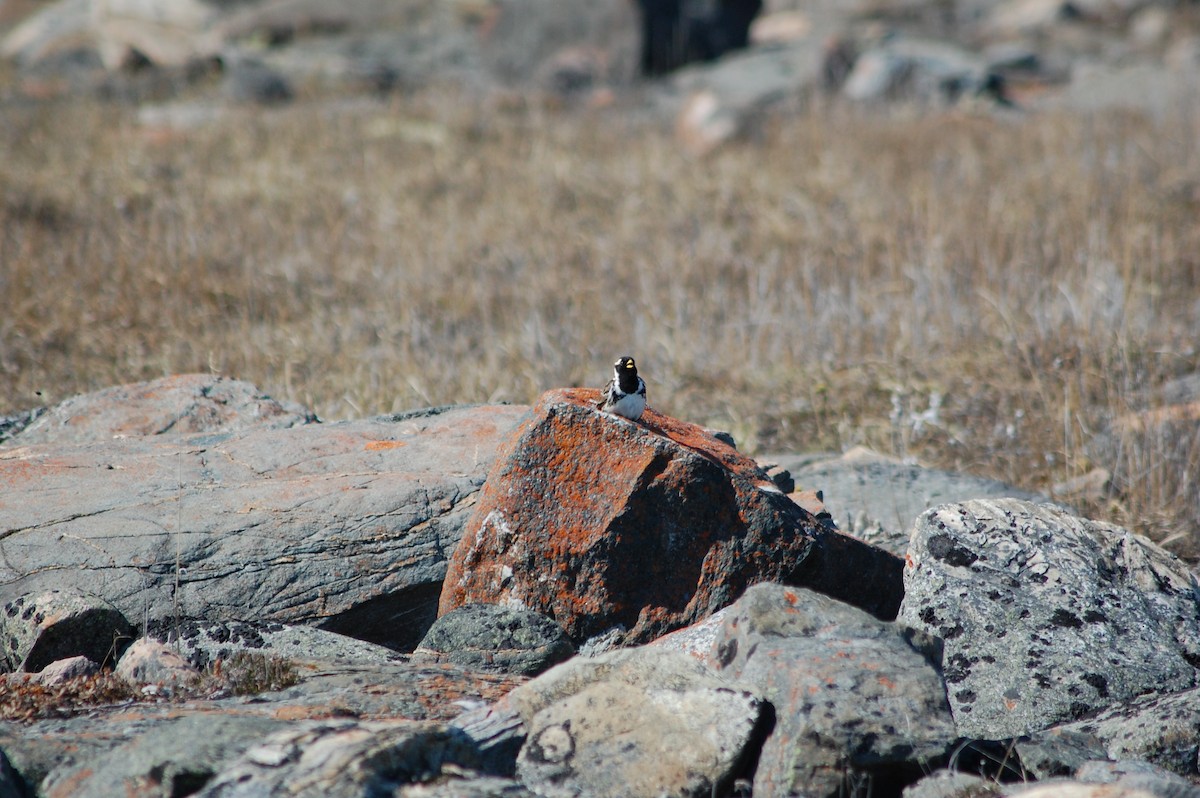 Lapland Longspur - ML644373940