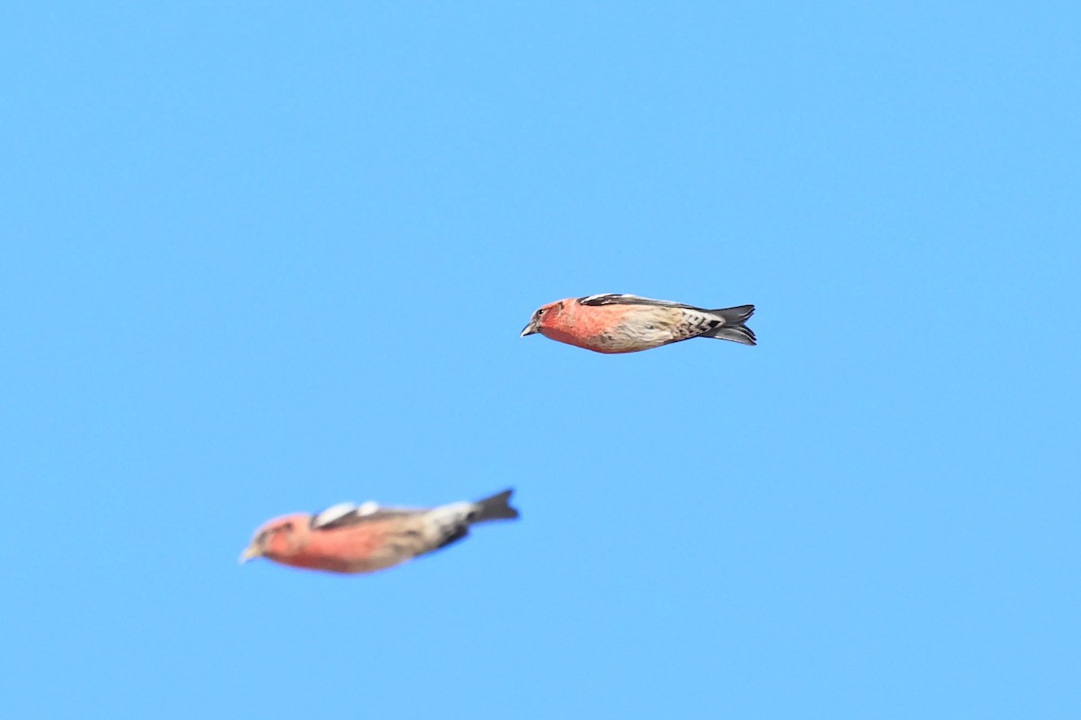 White-winged Crossbill - ML644373957