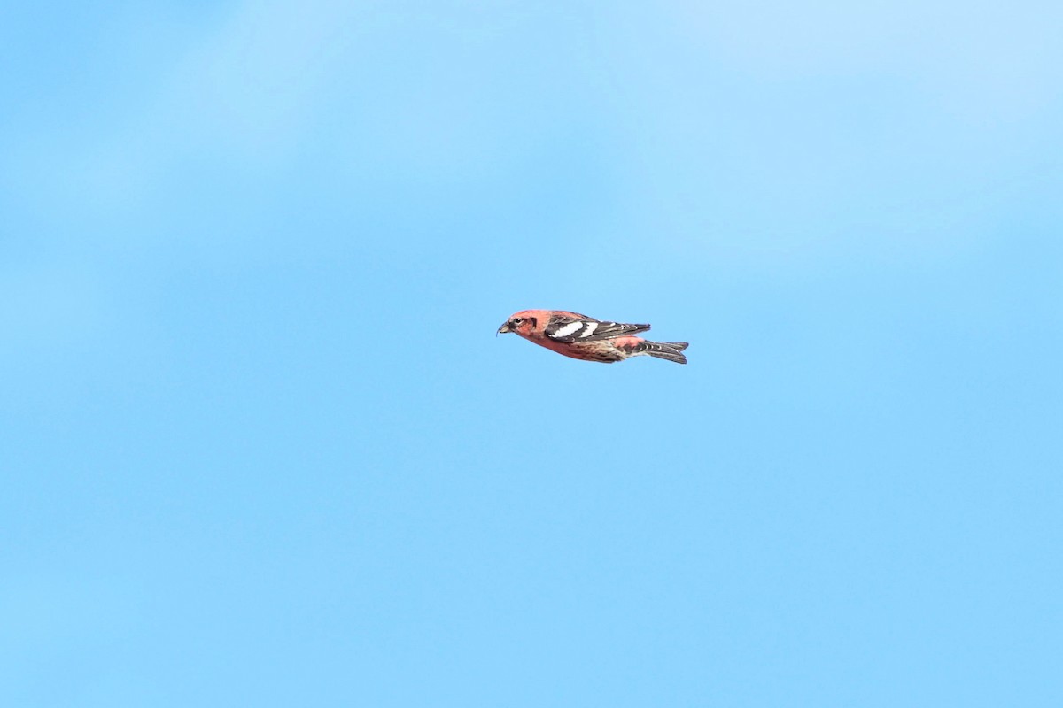 White-winged Crossbill - ML644373958