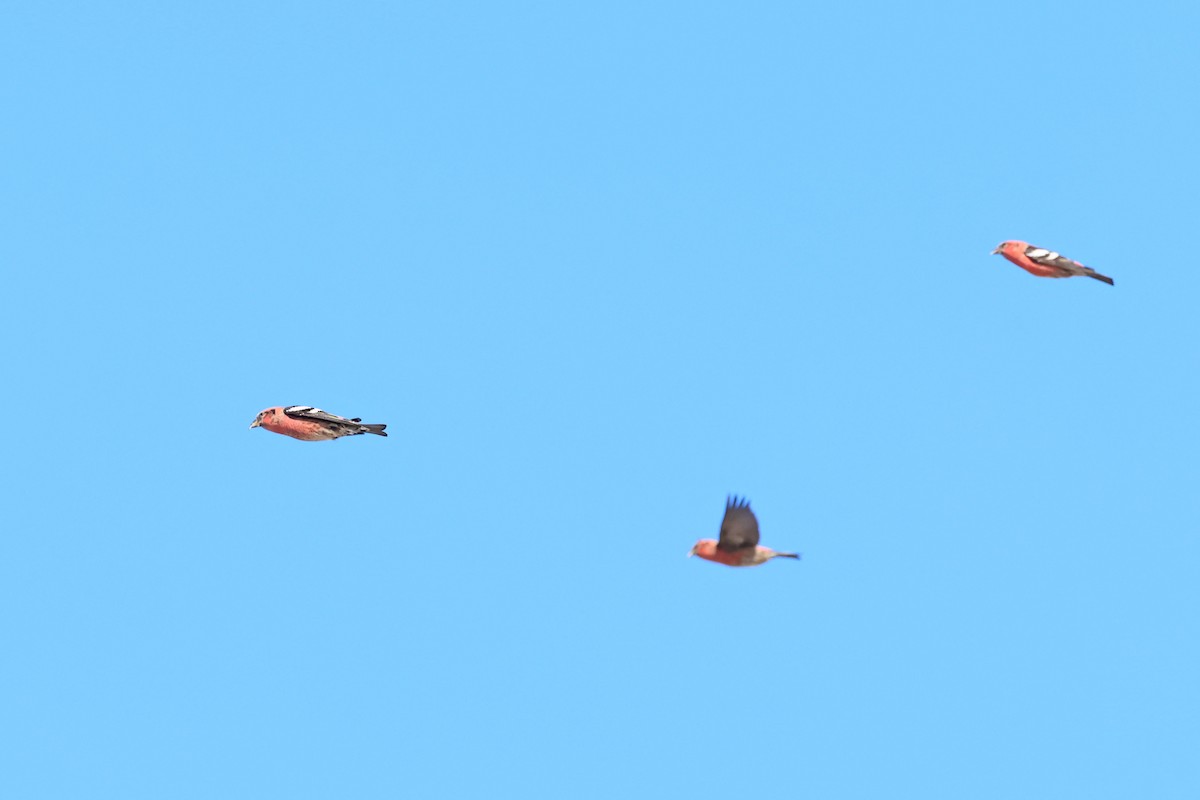 White-winged Crossbill - ML644373960