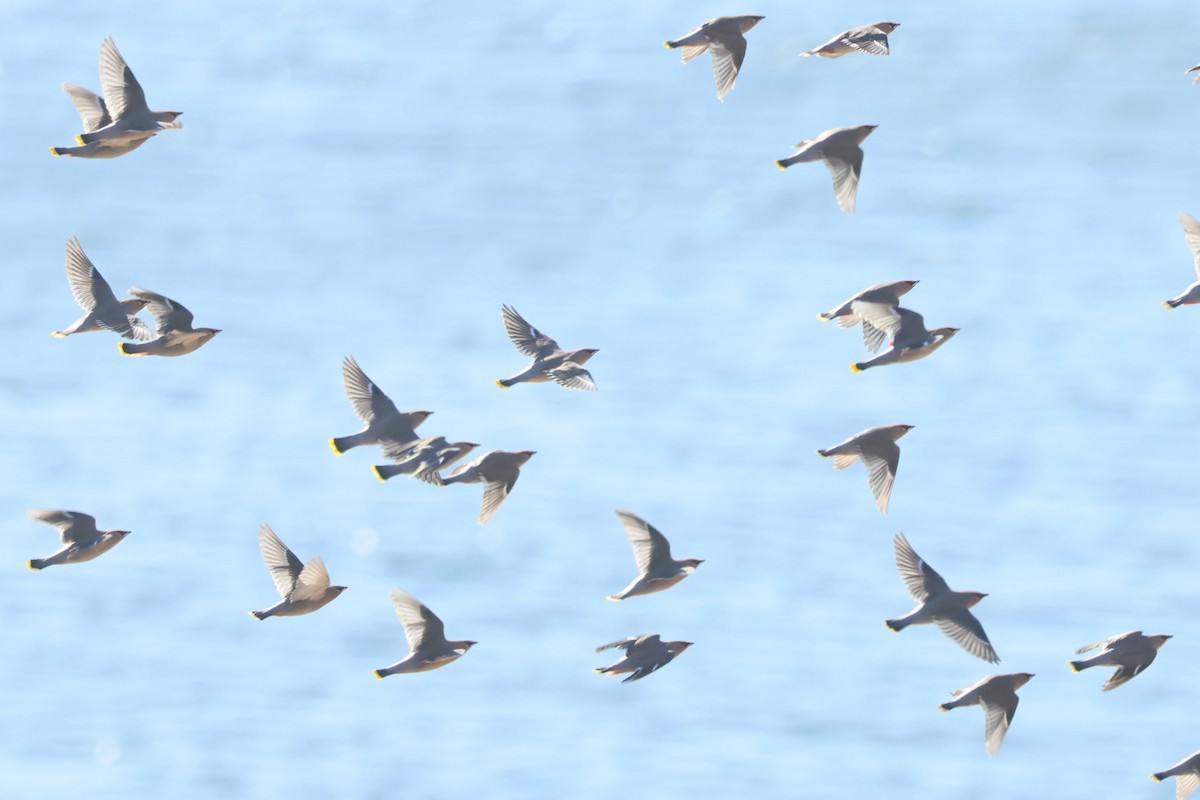 黃連雀 - ML644373973