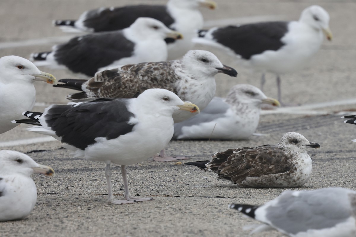 Great Black-backed Gull - ML644373980