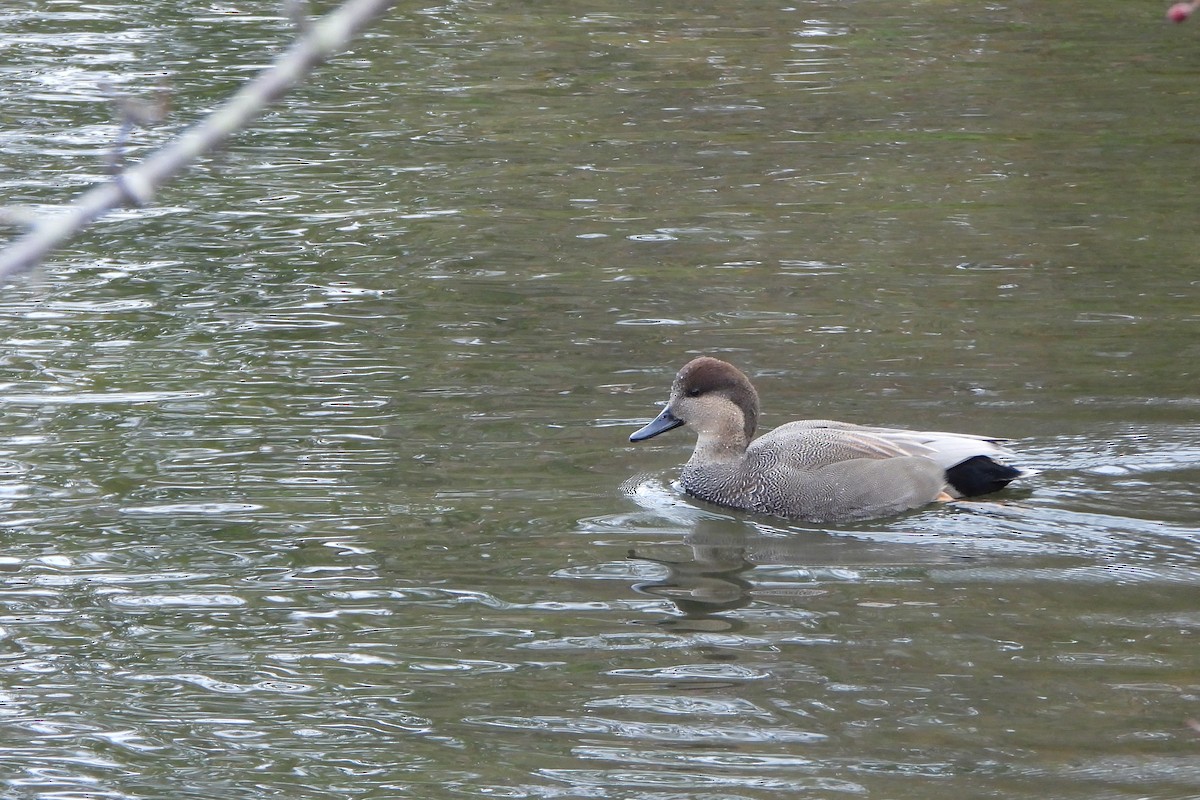 Ánade Friso - ML644373982