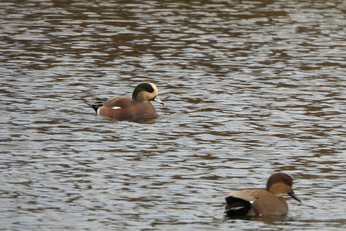 American Wigeon - ML644373997