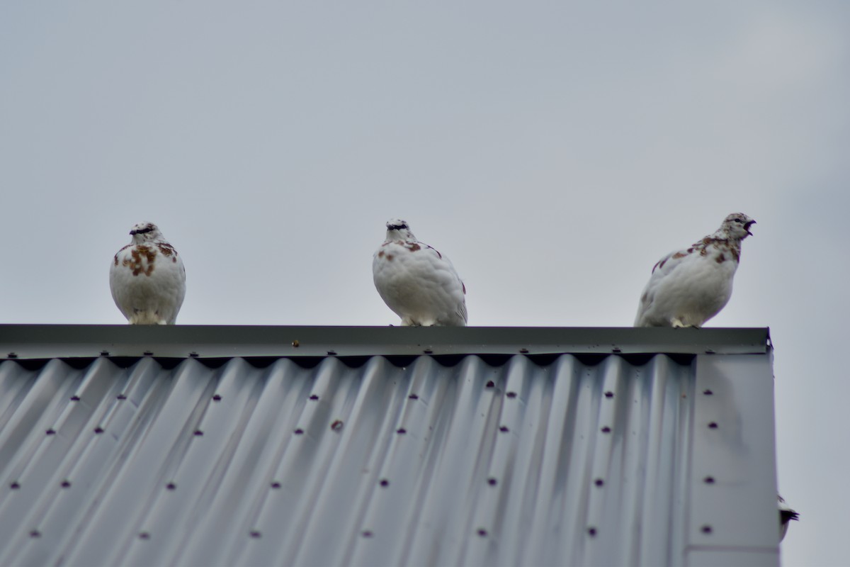 Rock Ptarmigan - ML644373999