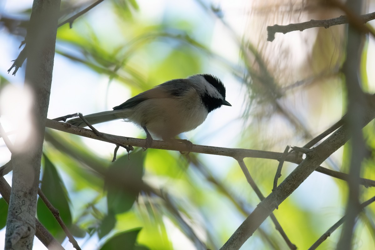 Carolina Chickadee - ML644374014