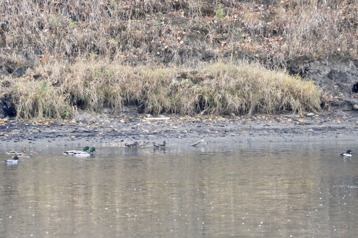 Гоголь - ML644374016