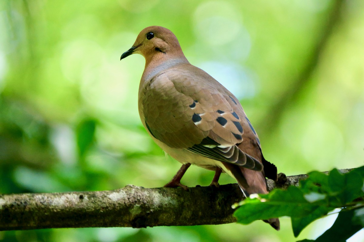 vestindiadue - ML644374023