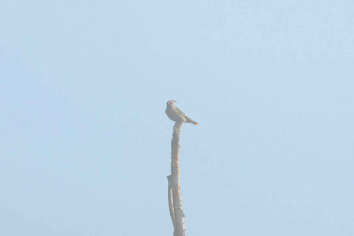 黃連雀 - ML644374024