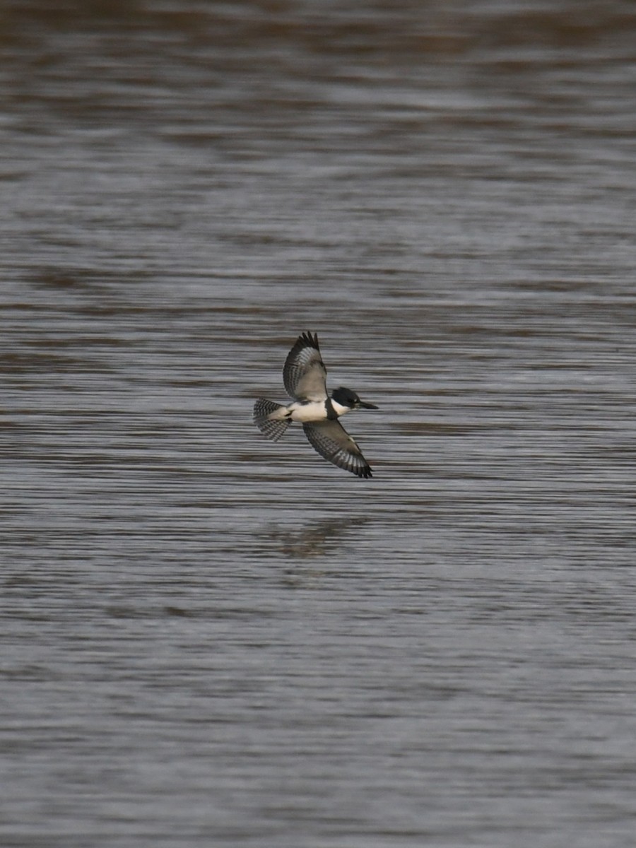 Belted Kingfisher - ML644374040