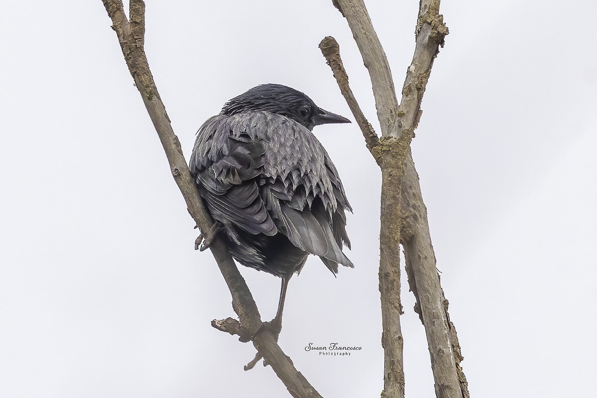 Einfarbstar - ML644374048