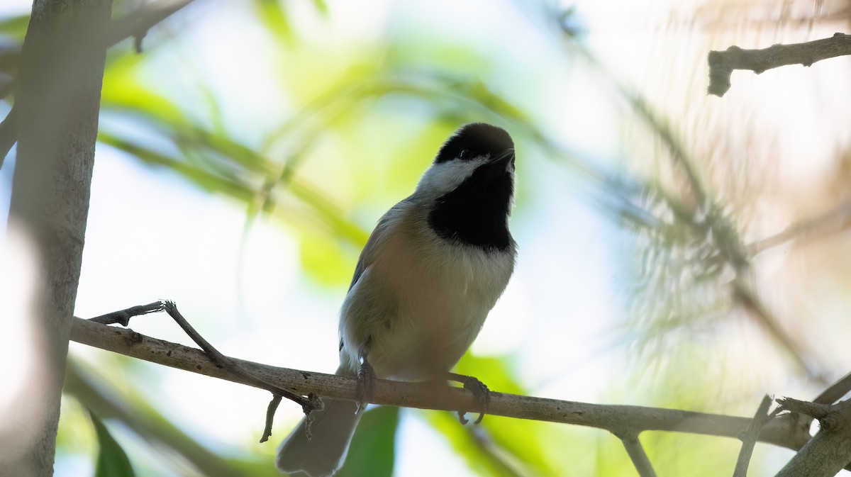 Carolina Chickadee - ML644374050