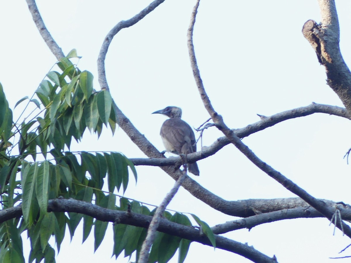 zoborožík stříbrokorunkatý - ML644374052