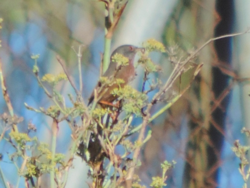 Dartford Warbler - ML644374054