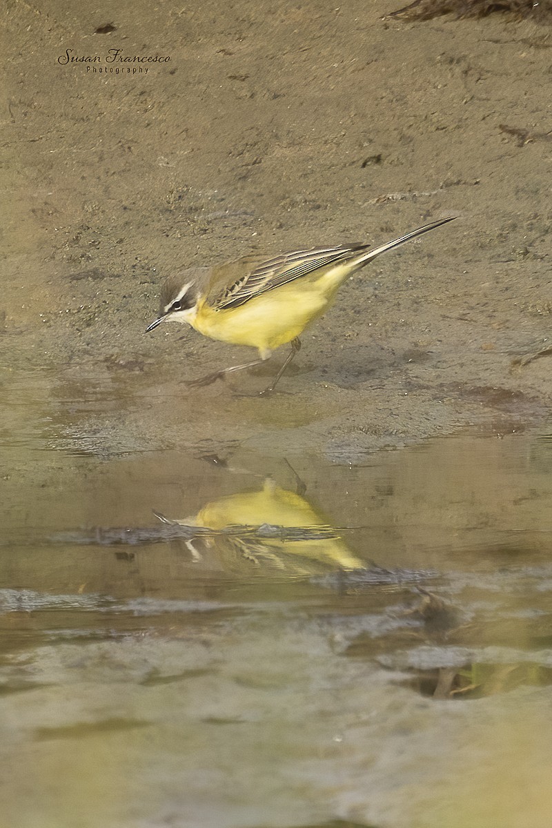 gulerle - ML644374055