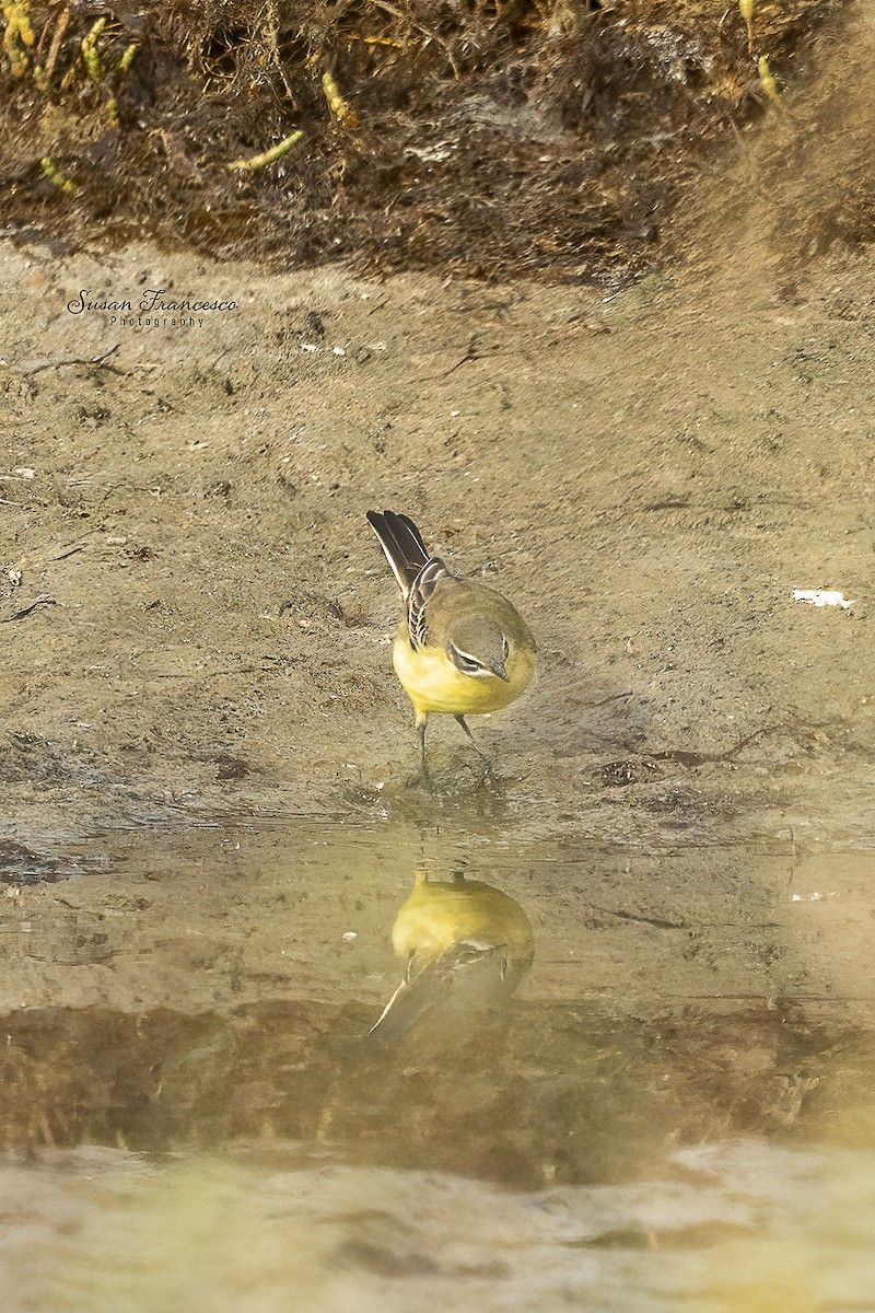 gulerle - ML644374056