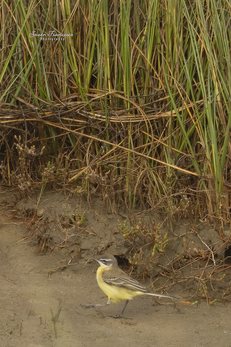 gulerle - ML644374057