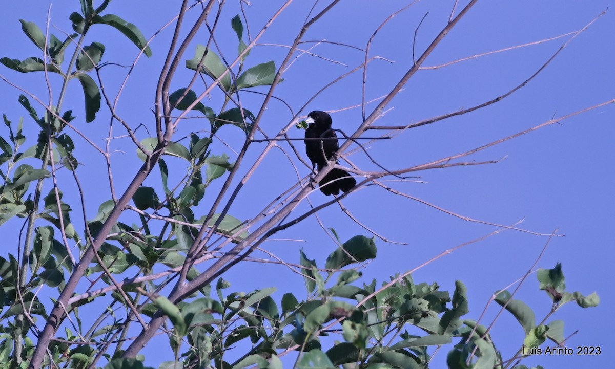 White-winged Widowbird - ML644374062