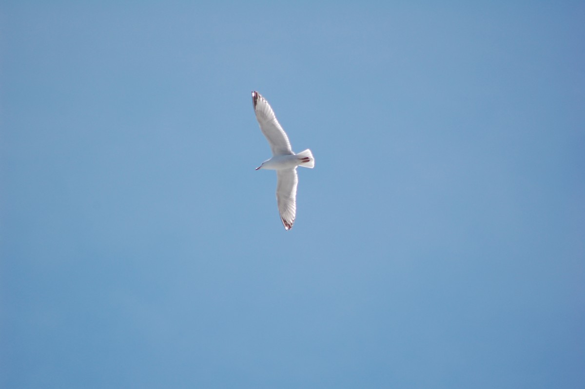 Glaucous Gull - ML644374065