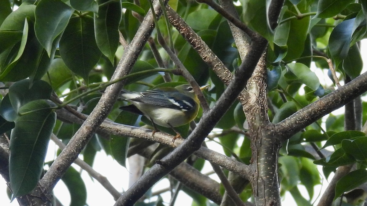 Northern Parula - ML644374071