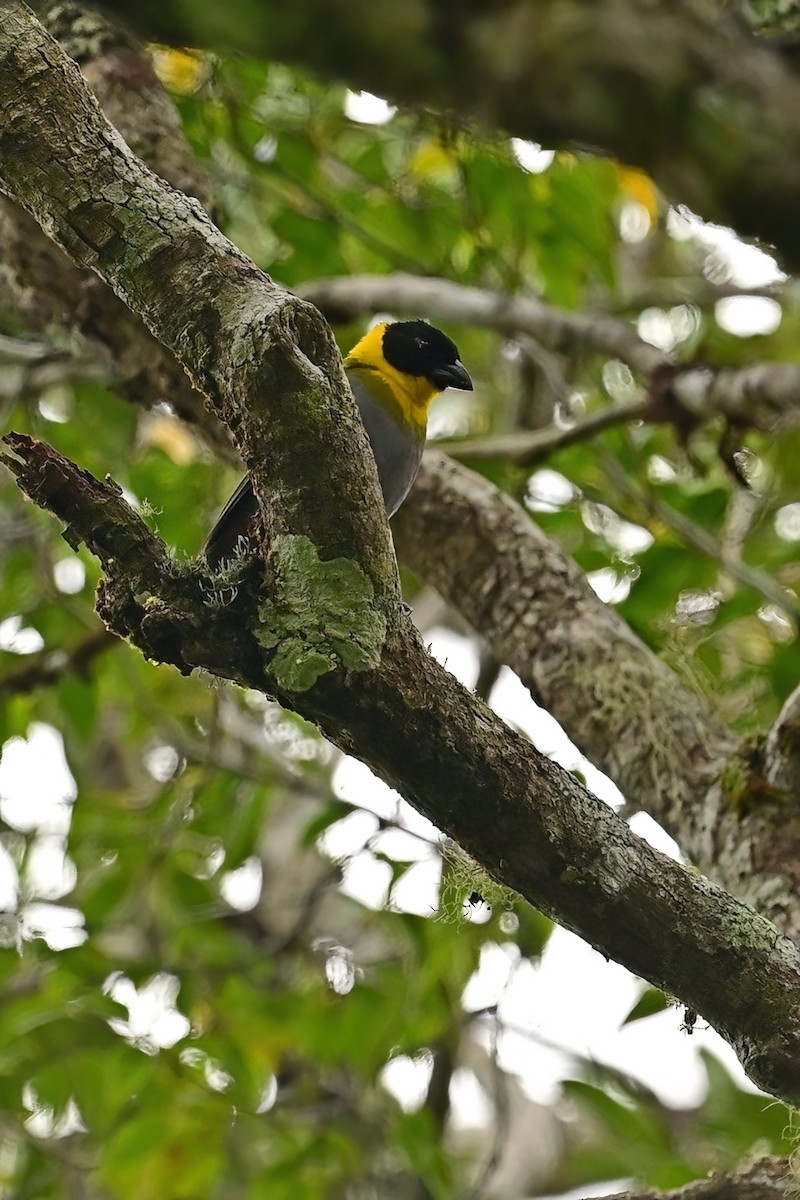 Nelikurvi Dokumacısı - ML644374081