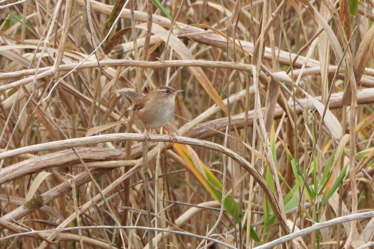 Marsh Wren - ML644374129