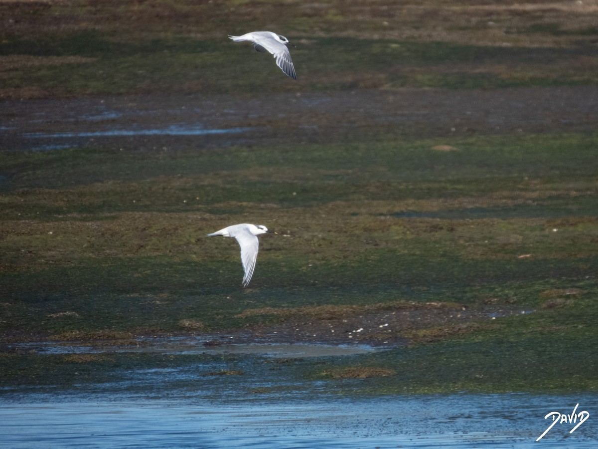 rybák severní - ML644374134